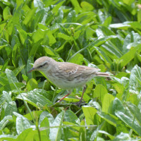 Australasian Pipit